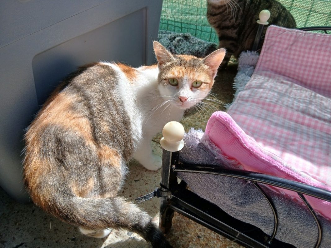 Gorria - Chat Européen à adopter
