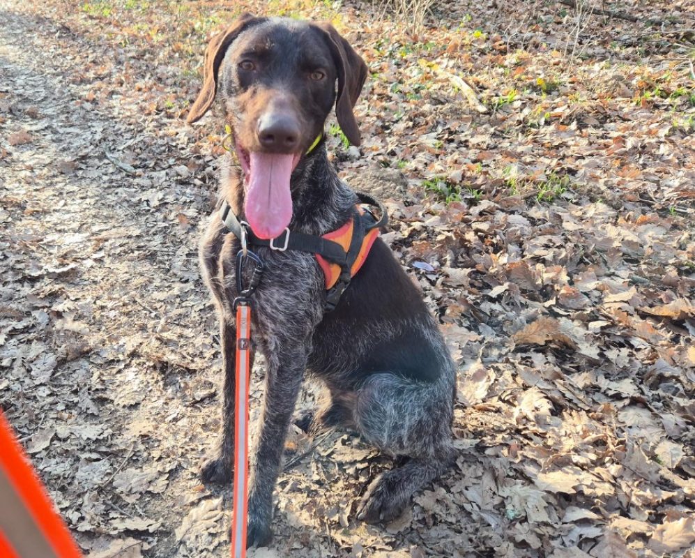 Volt - Chien à adopter
