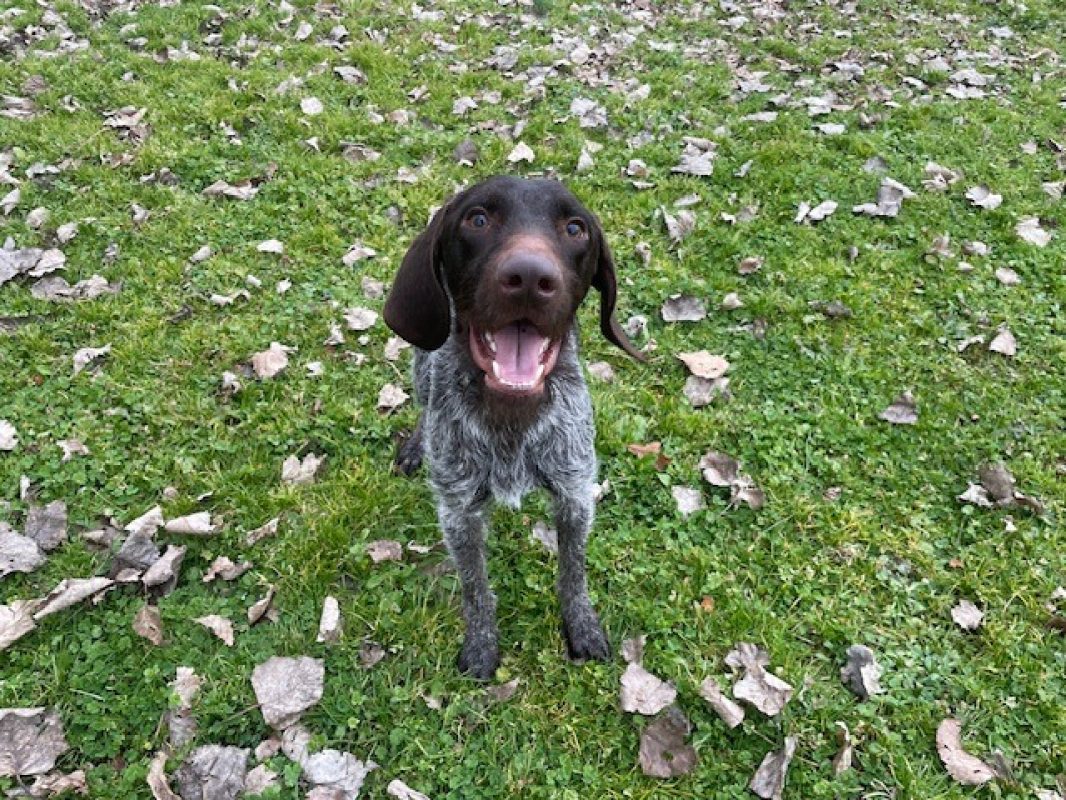 Volt - Chien à adopter - photo 2