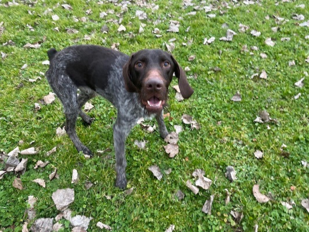Volt - Chien à adopter - photo 3