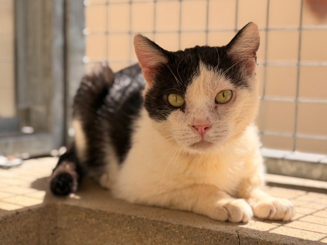 Franky - Chat Européen à adopter - photo 2