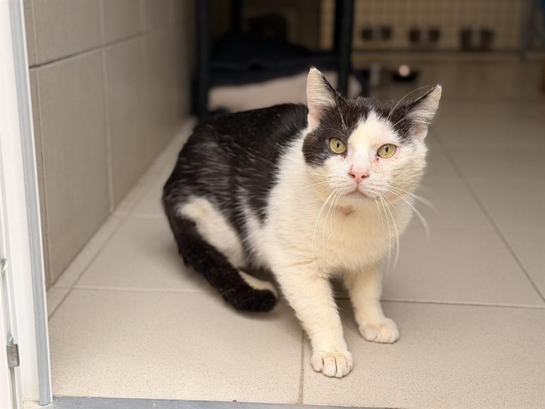Franky - Chat Européen à adopter - photo 3