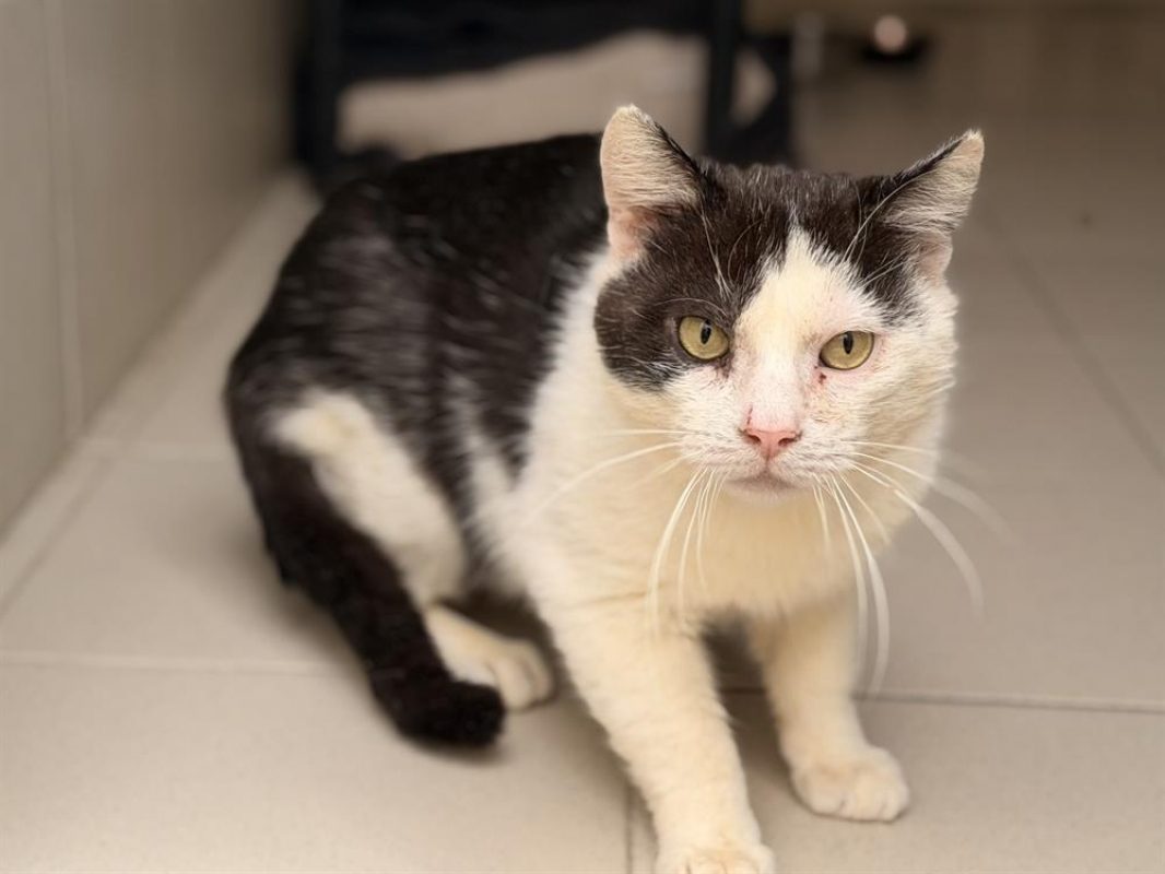 Franky - Chat Européen à adopter - photo 4