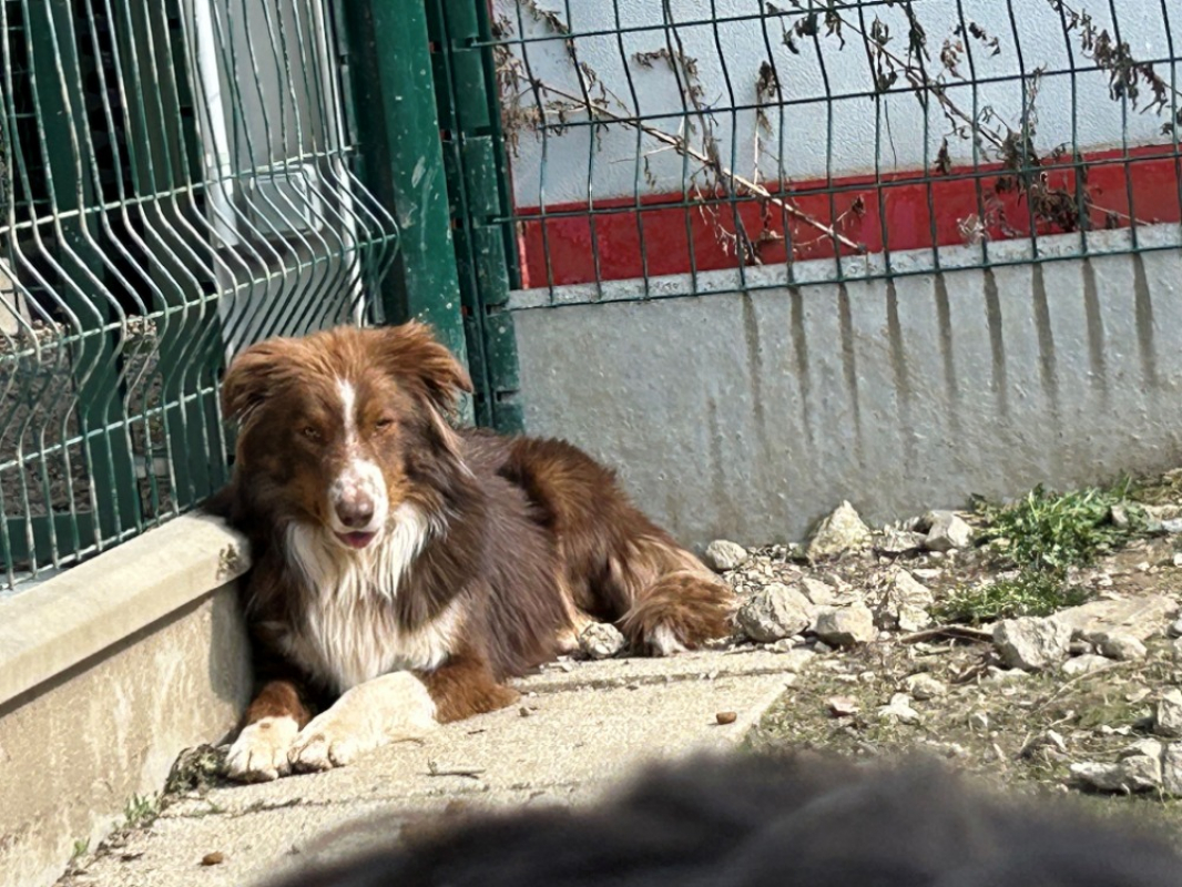 Photo #3 de Baiko