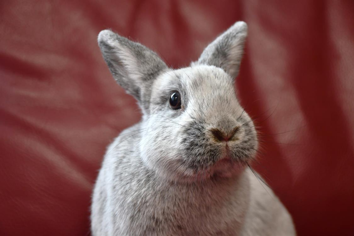 Photo #1 de Fifi