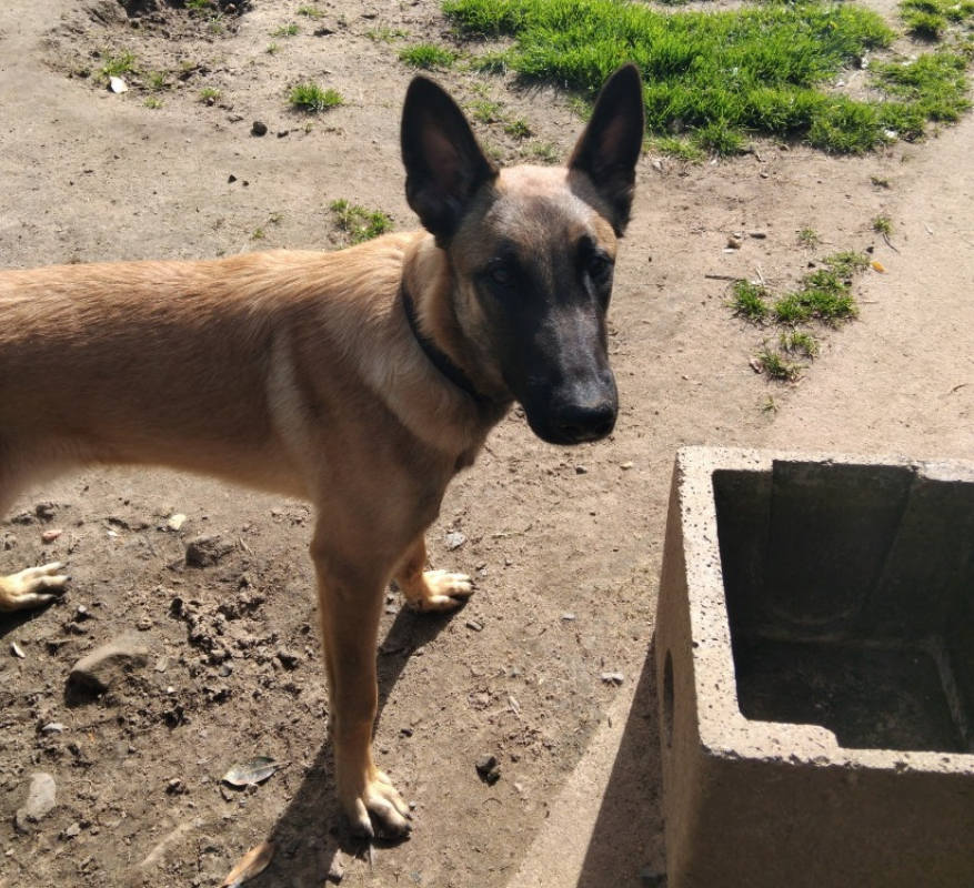 Photo #2 de Apollo