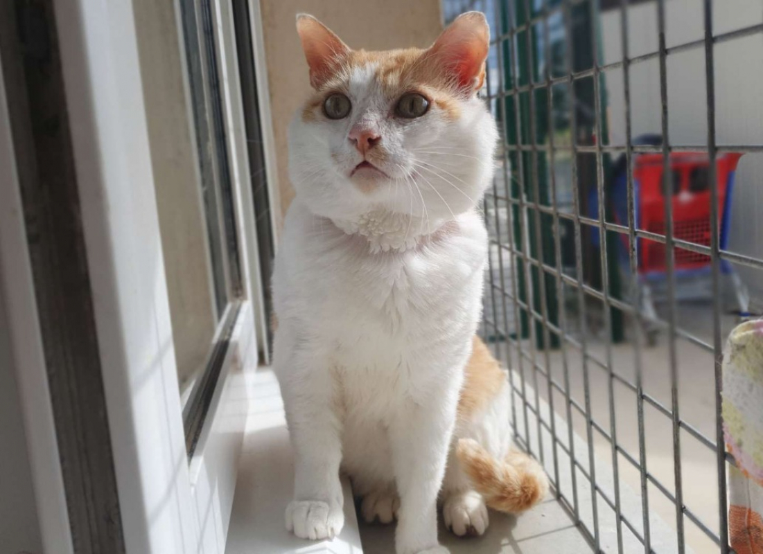 Photo de Caramel