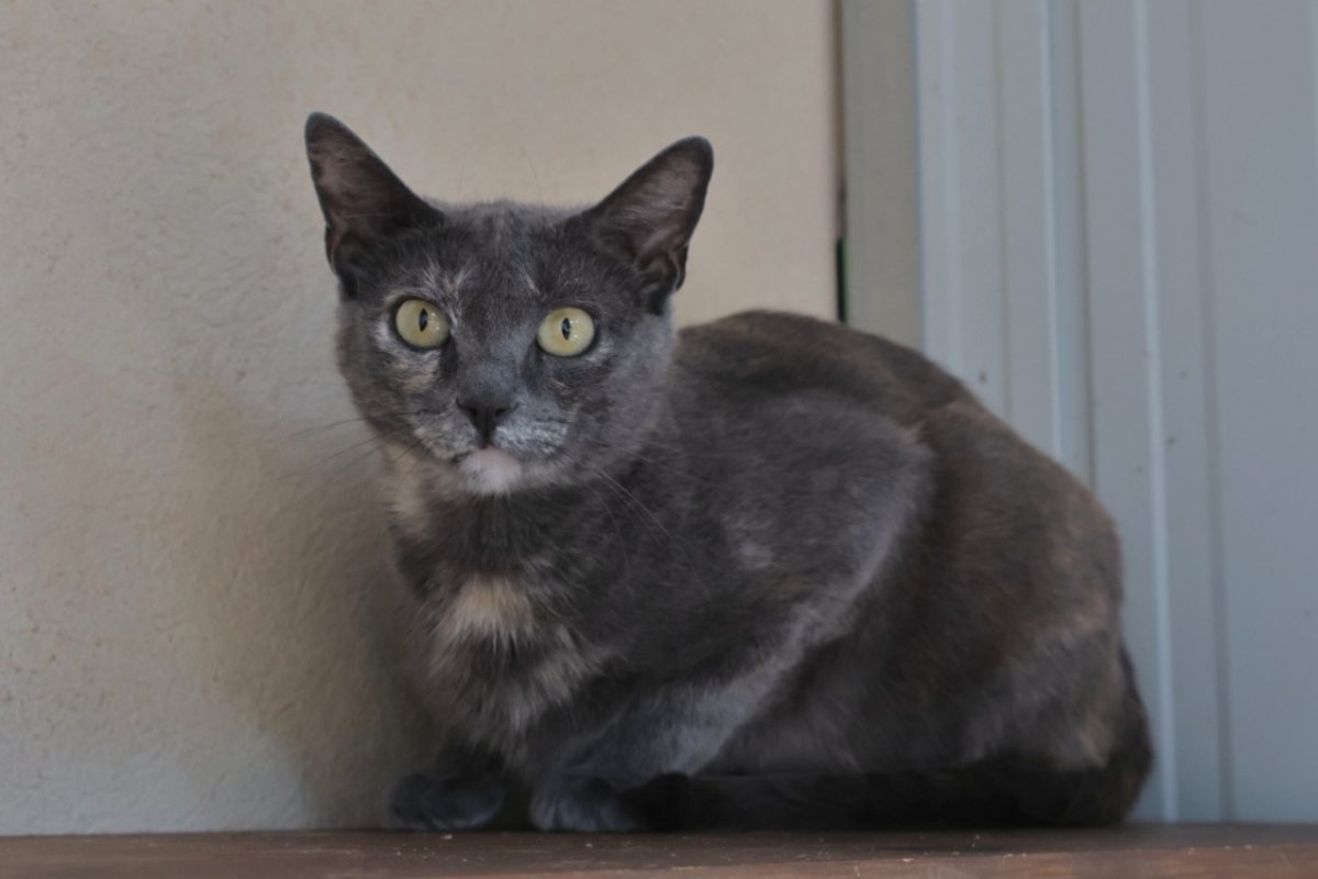 Daisy - Chat Européen à adopter
