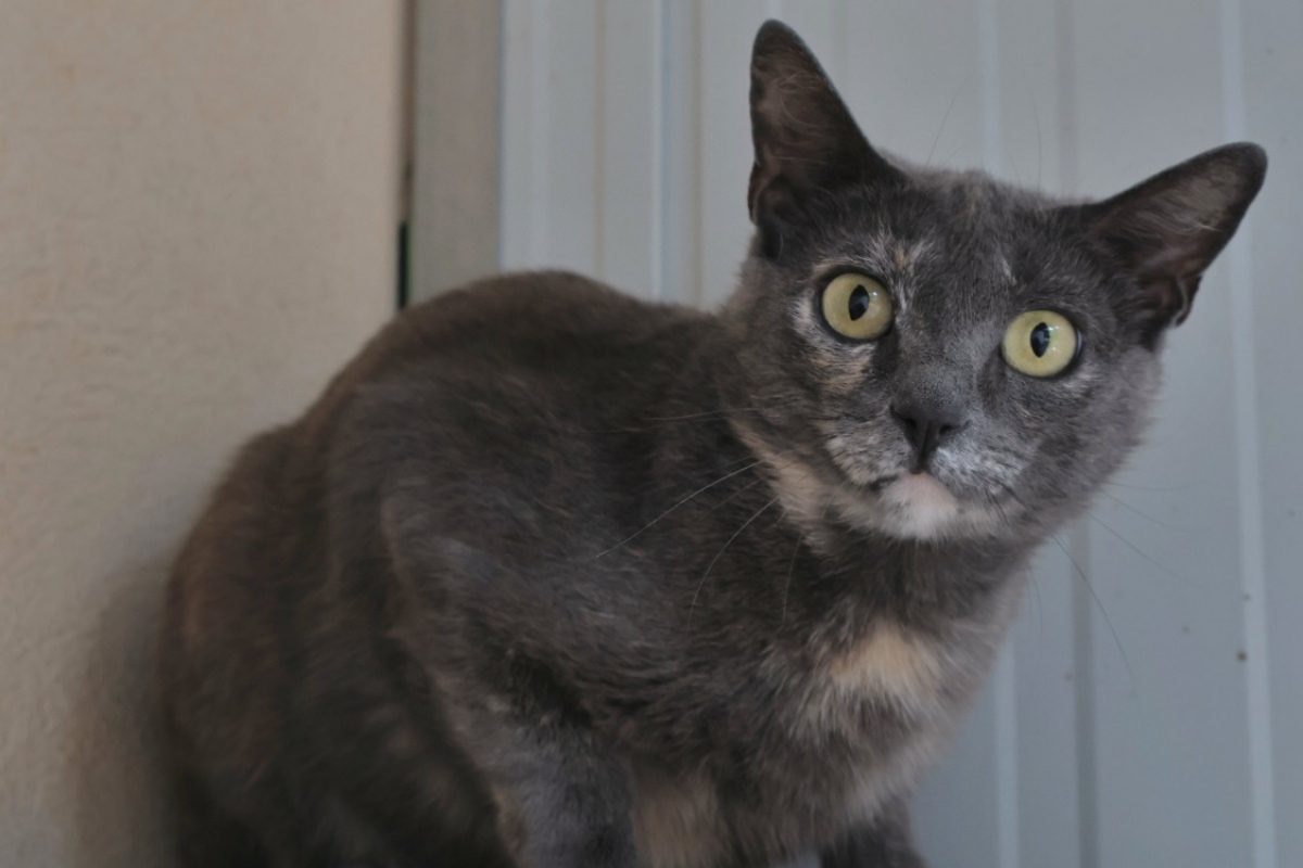 Daisy - Chat Européen à adopter - photo 2