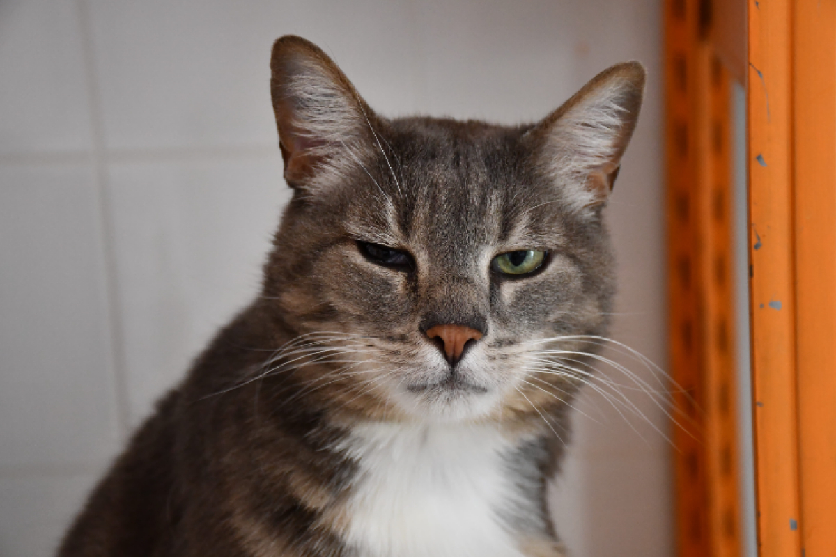 Photo #2 de Tigrou