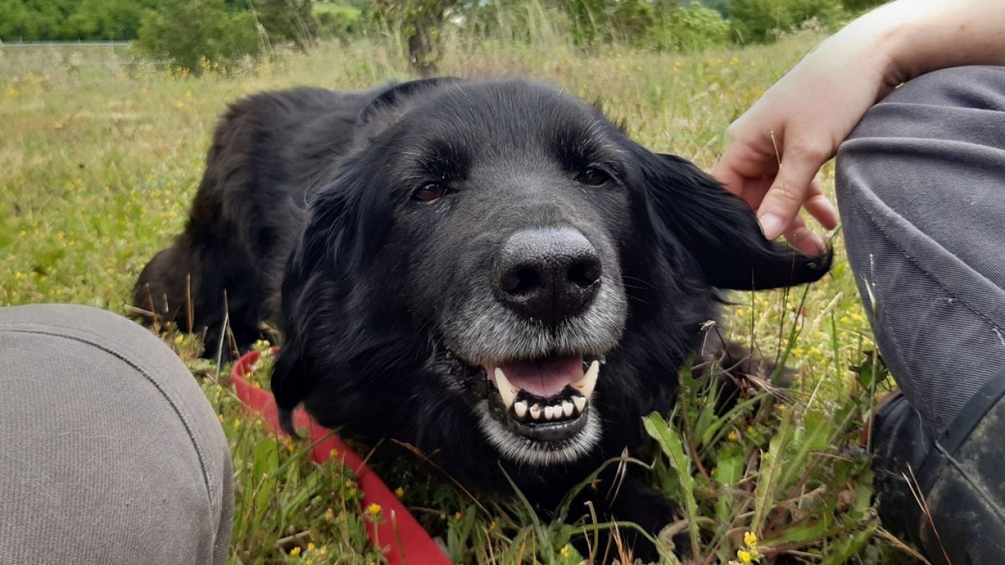 Maracas - Chien Berger à adopter