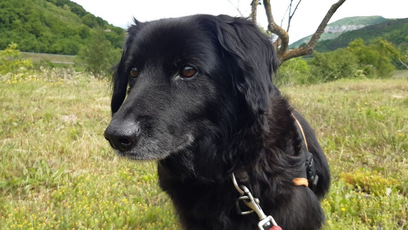 Maracas - Chien Berger à adopter - photo 4