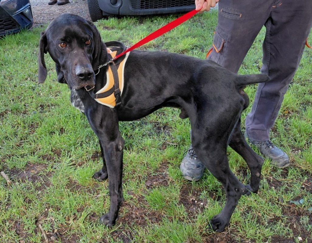 Black pearl - Chien à adopter - photo 3