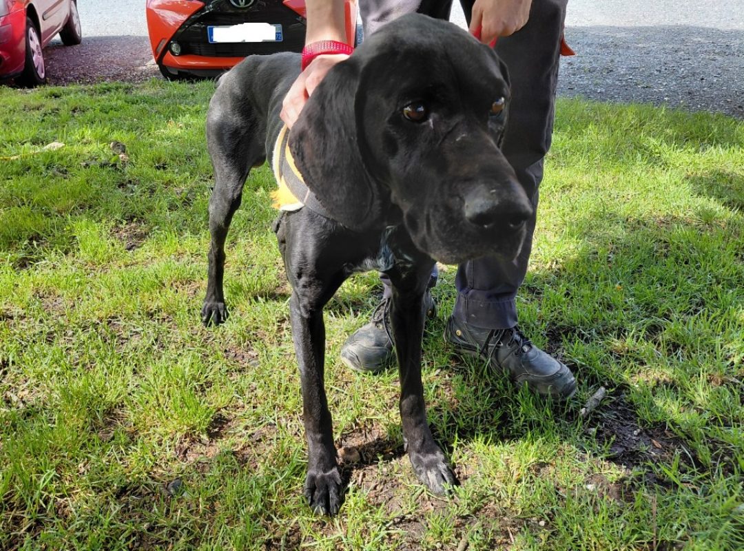 Black pearl - Chien à adopter - photo 4
