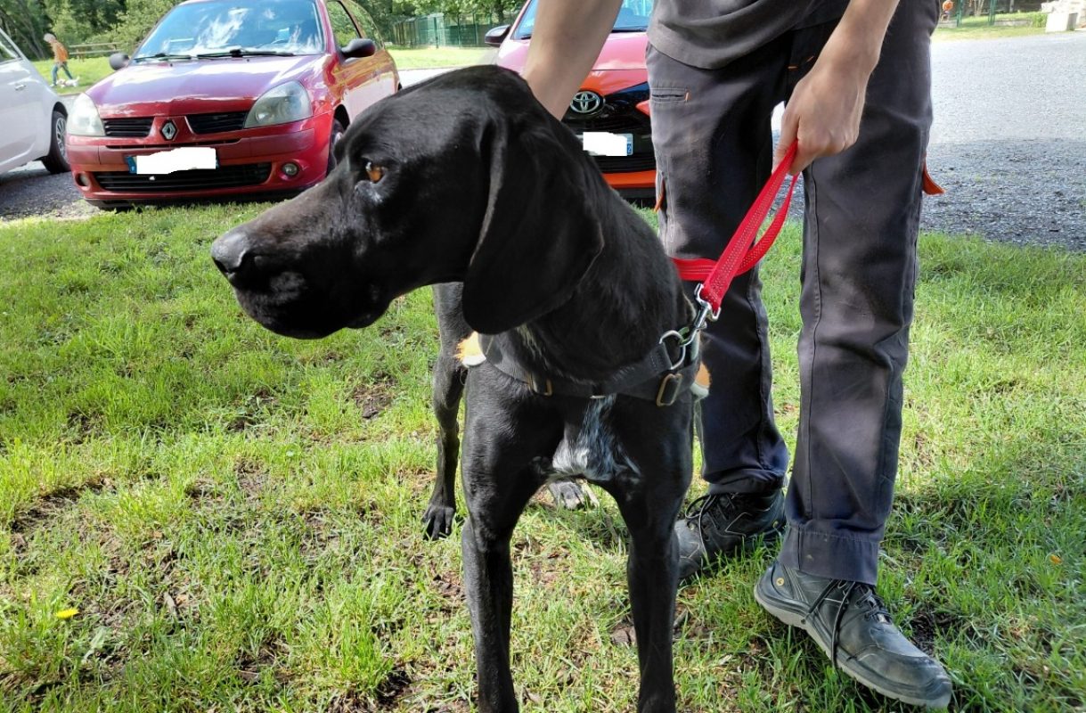 Black pearl - Chien à adopter - photo 5