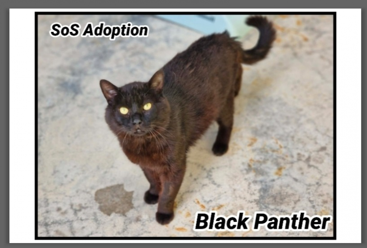 Photo de Black panther