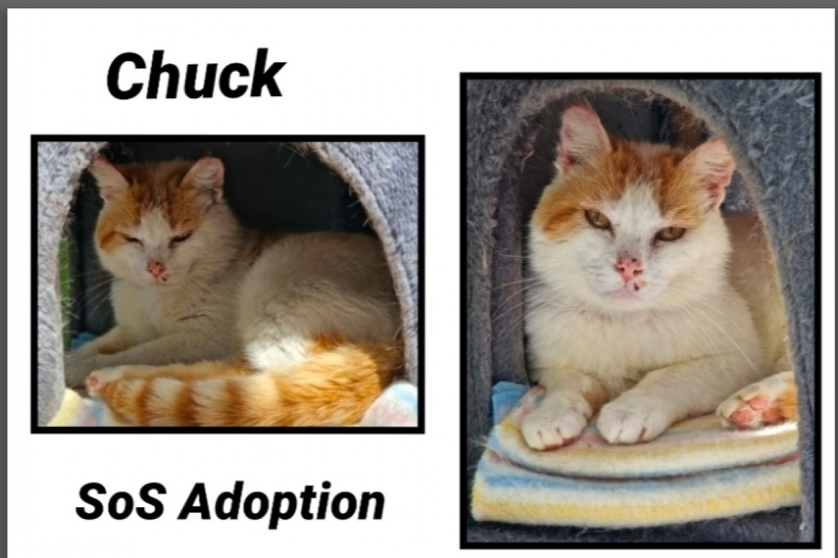 Photo de Chuck