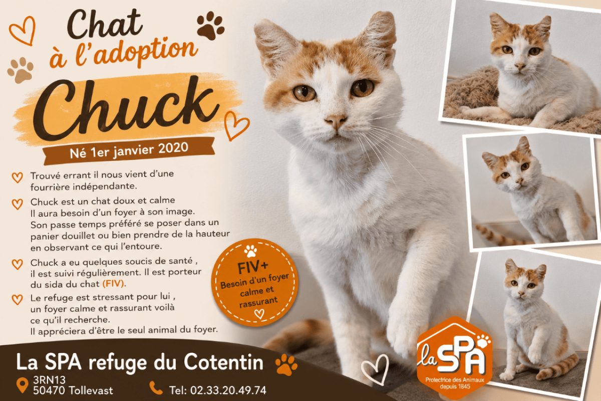 Chuck - Chat Européen à adopter