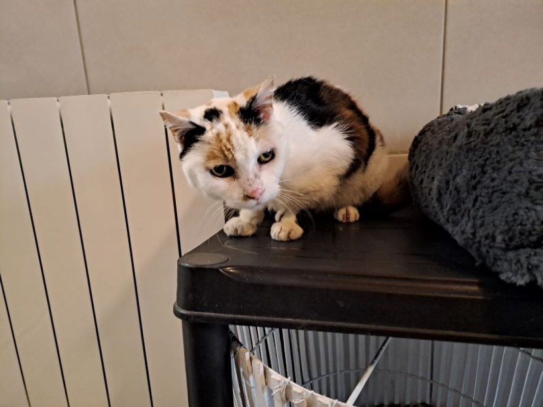 Famille d'accueil astuce - Chat Européen à adopter