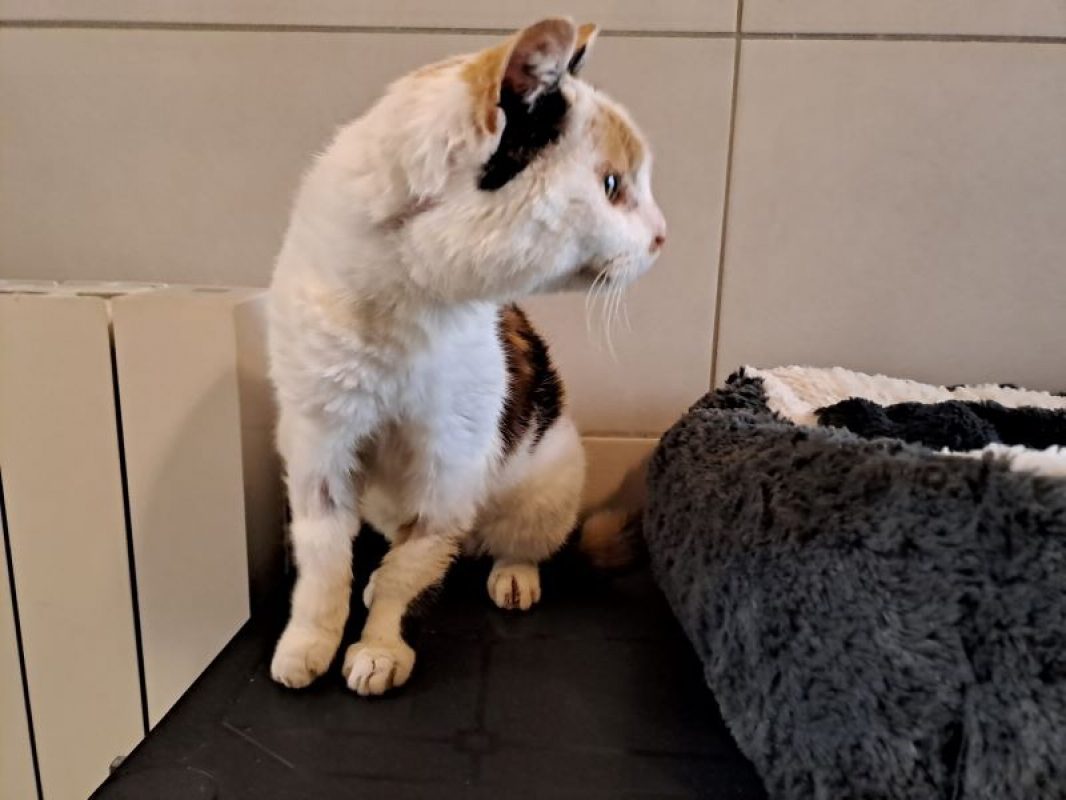 Famille d'accueil astuce - Chat Européen à adopter - photo 2