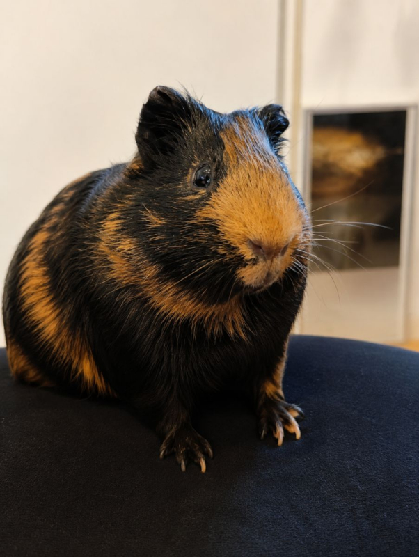Photo de BOUNTY