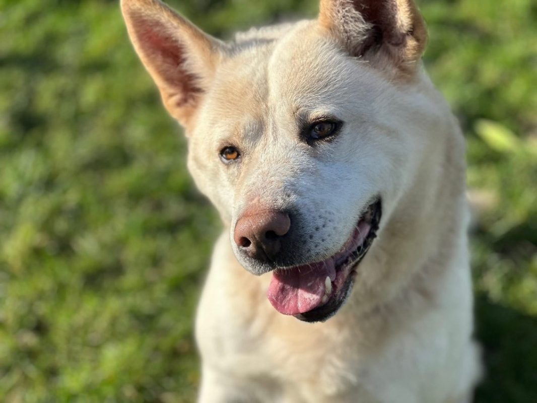 Nougat - Chien Akita Inu à adopter