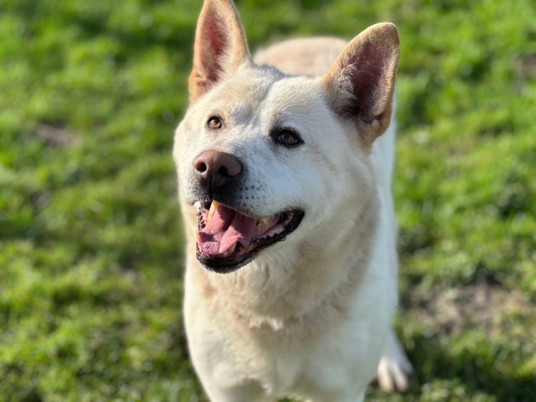 Nougat - Chien Akita Inu à adopter - photo 2