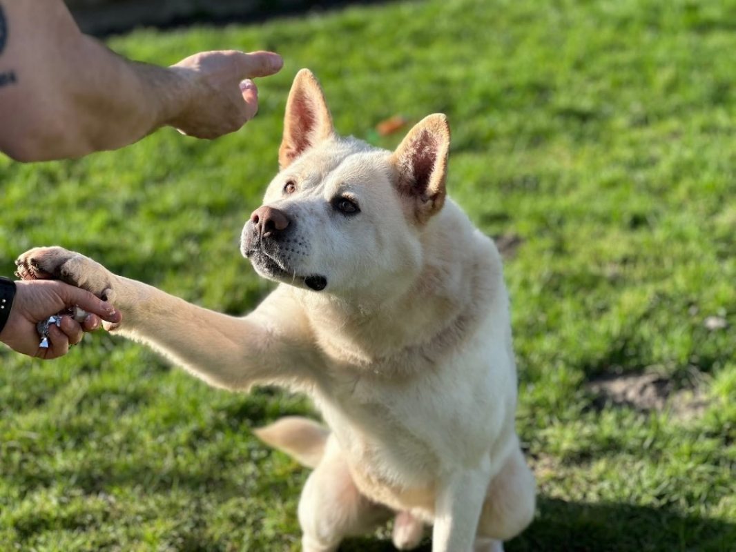 Nougat - Chien Akita Inu à adopter - photo 3