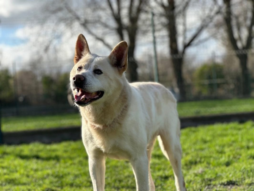 Nougat - Chien Akita Inu à adopter - photo 4