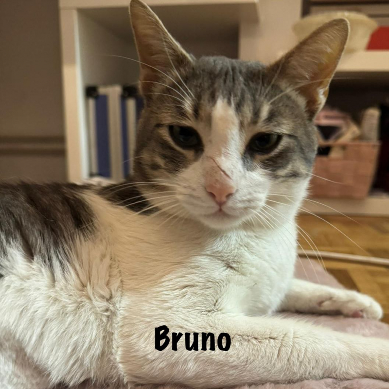 Photo #4 de BRUNO