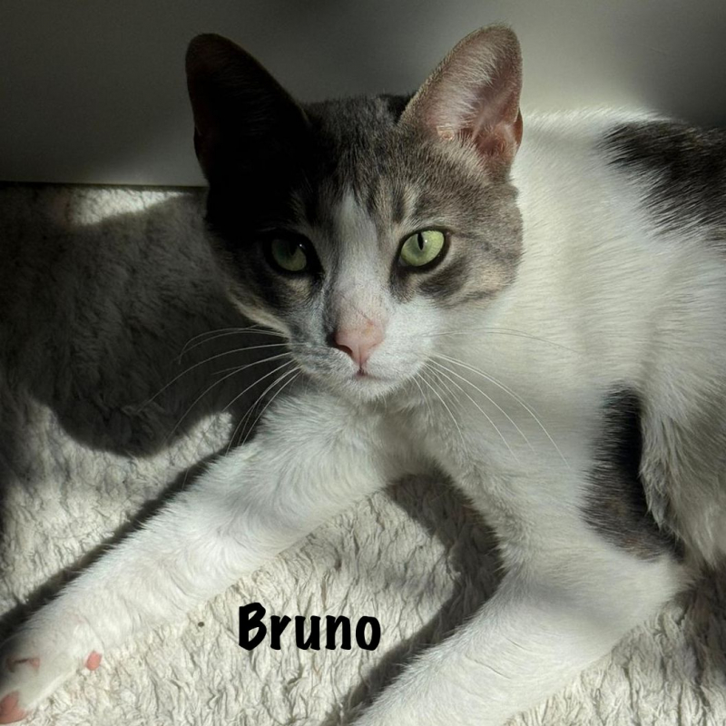 Photo #1 de BRUNO