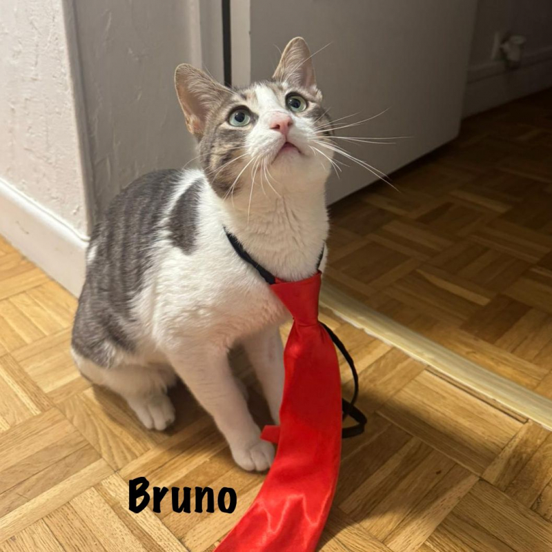 Photo #2 de BRUNO