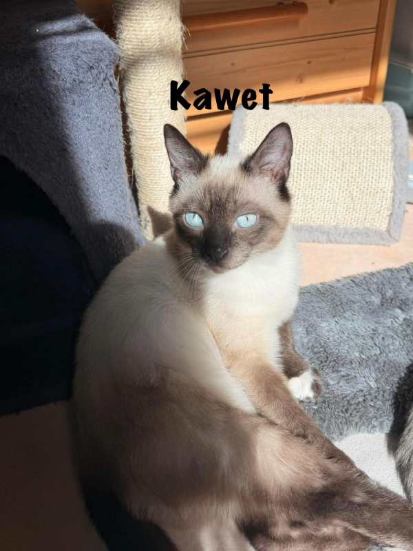 Photo #6 de KAWET