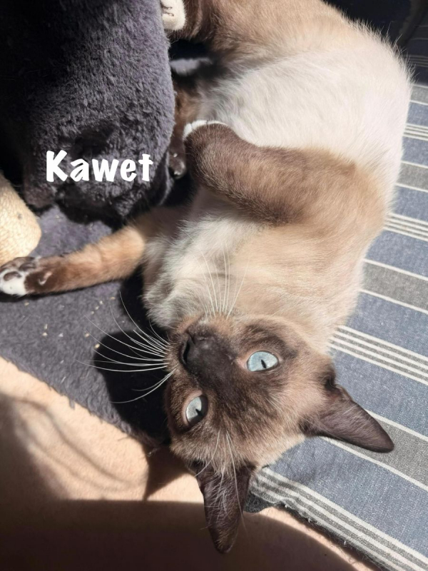 Photo #7 de KAWET