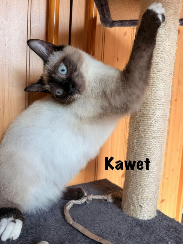 Photo #8 de KAWET