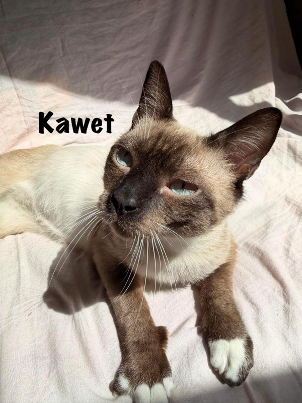 Photo #9 de KAWET
