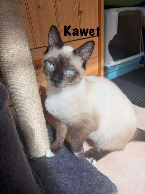Photo #1 de KAWET