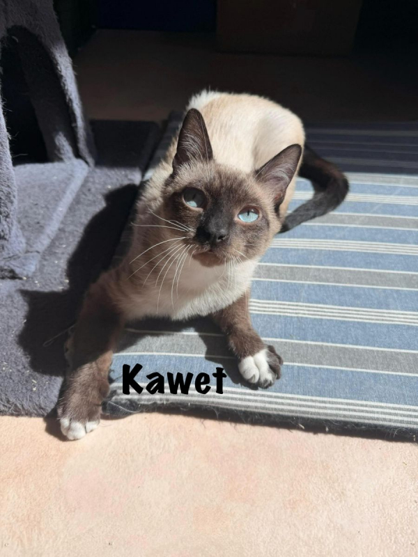 Photo #3 de KAWET