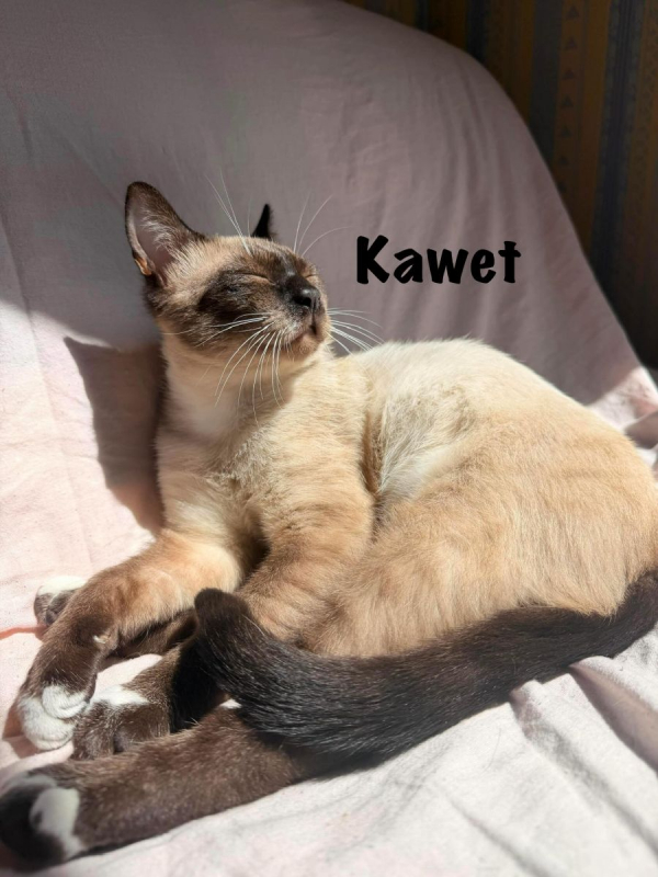 Photo #4 de KAWET