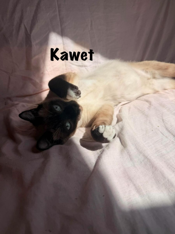 Photo #2 de KAWET