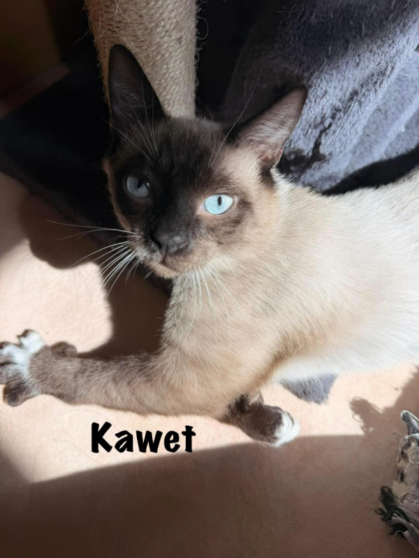 Photo #10 de KAWET