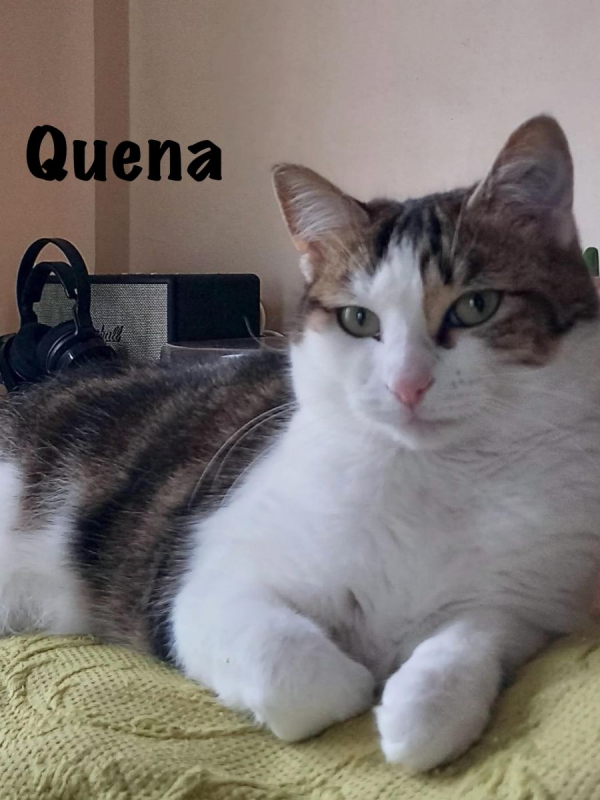 Photo #8 de QUENA