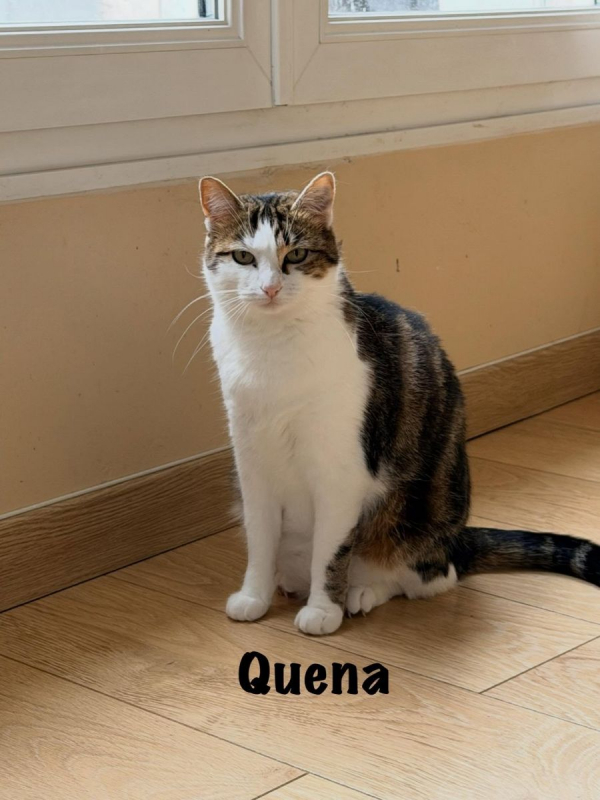 Photo #1 de QUENA