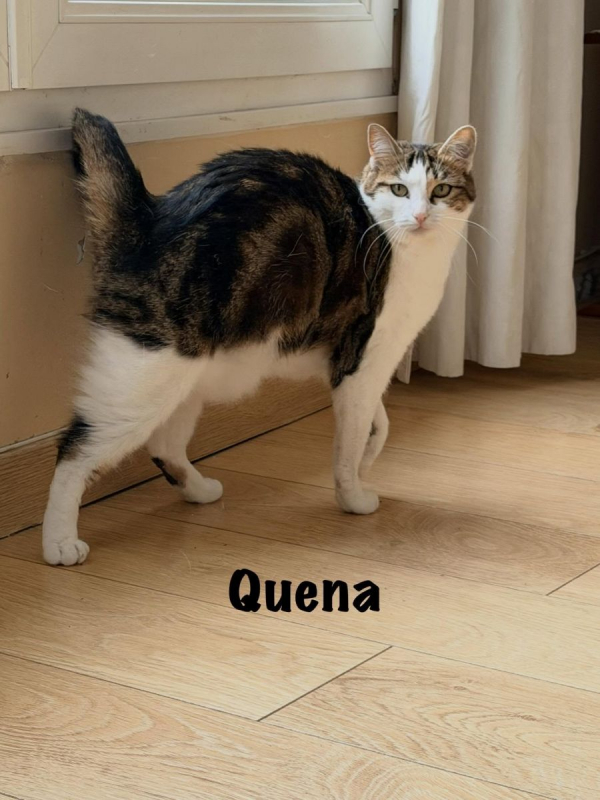 Photo #9 de QUENA