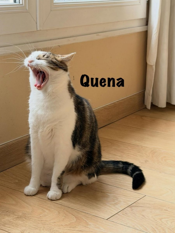 Photo #6 de QUENA