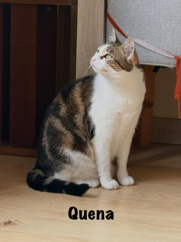 Photo #2 de QUENA
