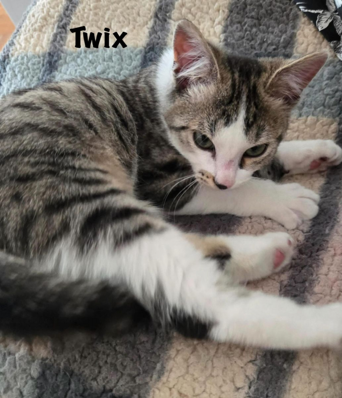 Photo #7 de TWIX