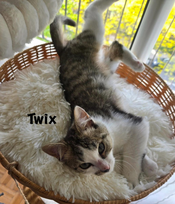 Photo #10 de TWIX