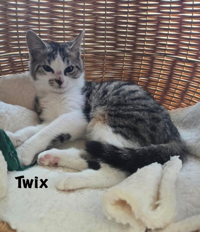 Photo #6 de TWIX
