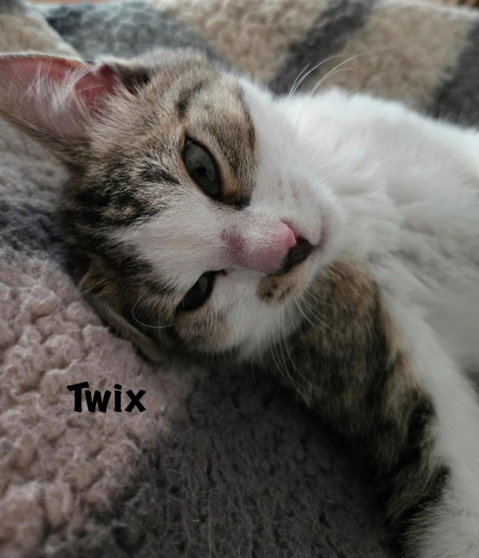 Photo #1 de TWIX
